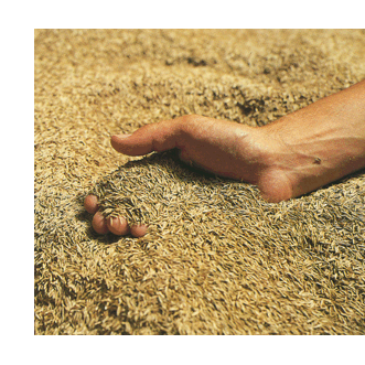 semenatel's profile picture. Семена , каталог производителей и поставщиков семян