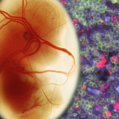 Developmental Interactions Lab Profile