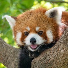 癒しの時間のプロフィール写真
