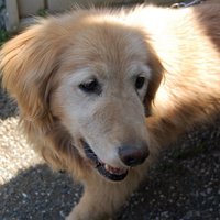 Tsubono Keisuke (@keisuketbn) 's Twitter Profile