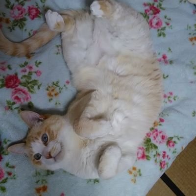 特養勤務の介護福祉士です。介護系ニュースや介護現場のことを投稿していきます。仕事は70点主義を貫きます。いつも皆様交流頂きありがとうございます。お返事返せないときもあってすいません。