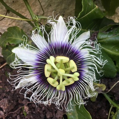 56Lolailo's profile picture. 