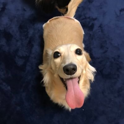 つくねの飼い主🐶さんのプロフィール画像