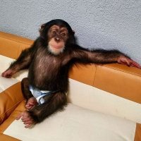 Daily Maymun (@dailymaymun) 's Twitter Profile Photo Daily Maymun (@dailymaymun) 's Twitter Profile Photo