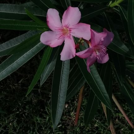 Missly5's profile picture. 