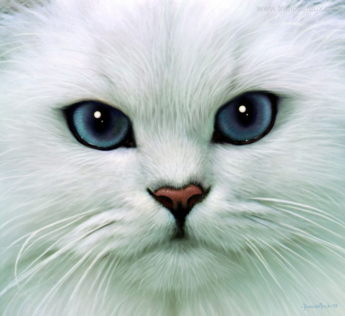 elgatooculto's profile picture. Como un gato de tejado, me gusta estar en las alturas para verlos mejor. Uso excesivo de la razón e imaginación, analítico humorista y rezongón.