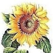 Babbyco's profile picture. 