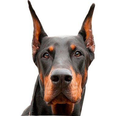 DobermannTs Profile Picture