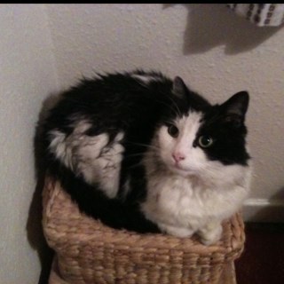 thebushyone's profile picture. 