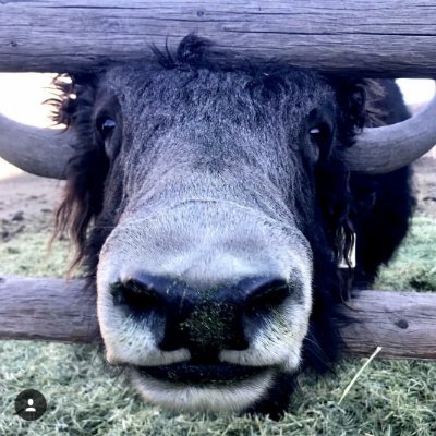 Living in the beautiful Rocky Mountains, we raise yaks, grow as much of our own food as possible, and eventually hope to live off the grid. #YakSearch2017