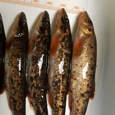 EcotoxicologyL's profile picture. professor / #fish / #amphibians /#ecotoxicology / #wildlife_forensics #emerging_contaminants / #PFAS / #transcriptomics / #microbiome 🐟🐢🦎🐸