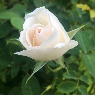 k_yuuuuuuuuca's profile picture. 