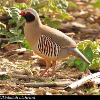 ابو سليمان