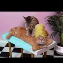 Michaela Morgan - @chumpcalia - Twitter