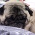 El satanico Dr. Cadillac (@_rodopug) Twitter profile photo El satanico Dr. Cadillac (@_rodopug) Twitter profile photo