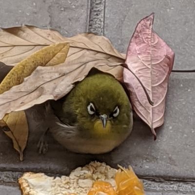 tamakitoto's profile picture. 