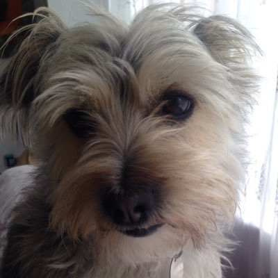 lecturer in medieval drama and literature; eco feminism; eco theology; creature companions; early race theory, interfaith, interalia dwelling and hope. And 🐶