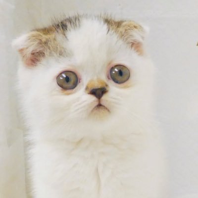 我が家のまんまるな子たちの愛すべき記録🐈党首>マルジェラ /2019.10.6🎂 / 🐈虹の世界支部>ジル/2020.5.25🎂 / 2020.8.26 🌈の世界へ/ 🐈補佐官>ピケ/2020.9.5🎂/小眼球症、ハンディ猫/猫好きさんと仲良くなりたいです!
