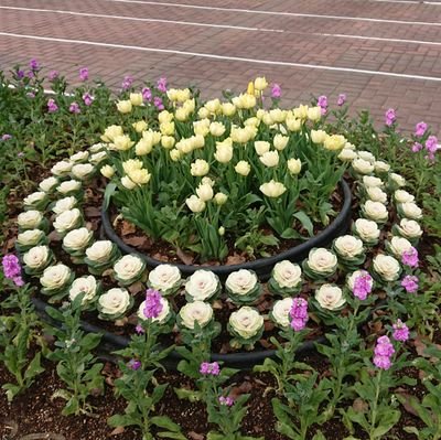 neko_suki1016's profile picture. 平凡な毎日を送ってます(笑)
今1番ハマってるものは、703号室改め柚凪。、さちかぜあきの、himawari(船橋)♪俺にとってはこれ以上ないくらい推しのアーティストとアイドル(๑•̀ㅂ•́)و✧皆も知っとかないと損するよ！！

#柚凪。
 #さちかぜあきの
 #himawari(船橋)