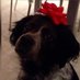 clementina barone (@clementinabaron) Twitter profile photo clementina barone (@clementinabaron) Twitter profile photo