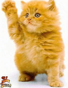 tryulya's profile picture. 