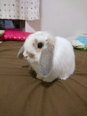 3人のままです🐰
うさぎとスロットが好きで❤️す