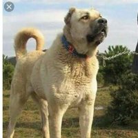 TheEnglishManInDesert (@te1915) Twitter profile photo