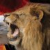 lion (@ykohen26) Twitter profile photo lion (@ykohen26) Twitter profile photo