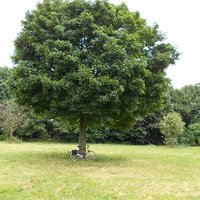 Heinrich Schall (@schallheinrich) Twitter profile photo