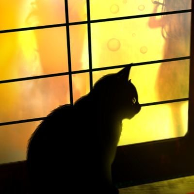 黑猫_heimao🏮さんのプロフィール画像