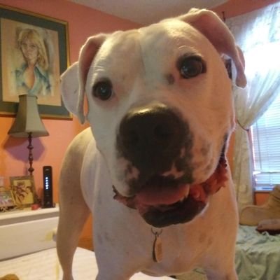 MinkiShayna's profile picture. I 💖 Our POTUS !! KAG 🇺🇸🇺🇸🇺🇸2020 🇺🇸!! I'm only on Twitter for him !! PLEASE ⏩⏩ 🚫NO DIRECT 😠 MESSAGES 🚫 !!!! 😠GETS ON MY NERVES 🤬🇵🇷 Cubanacan