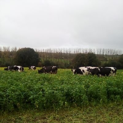 Agriculteur en production laitière et céréales. Pratiquant en pâturage dynamique et semis en tcs ou sd