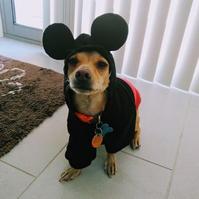 mwc3208's profile picture. LIBTARDS will be BLOCKED! 🚫NO lotto winner scammers-MAGA/MAHA- Bringing TRUTH to the people. Not here to date, NO DM's unless I befriend you!🇺🇸🇺🇸🇺🇸🛸🐶🫰