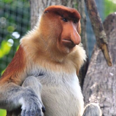 Cock_monkey's profile picture. cock