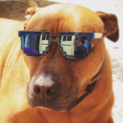 Dog_wearing_sunglasses