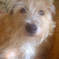 monty and lottie. (emma) (@montysbiscuit) 's Twitter Profile