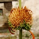 jasmine jean - @wanderingjazz - Twitter