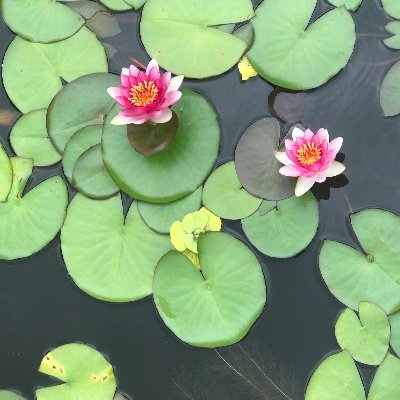 HayleyGenevieve's profile picture. 