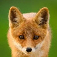 Sentra Fox (@foxsentra) 's Twitter Profile