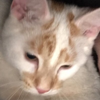 I ‘m BUSTER & my brother is @goodguygizmo ! #catsoftwitter