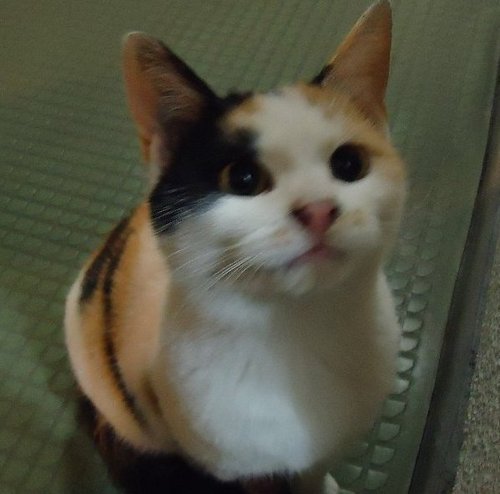 リス画像をランダムに自動投稿します