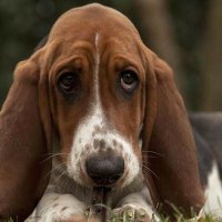 Adri !! 🇦🇷🐱💛 (@batuketa_cba) 's Twitter Profile Photo