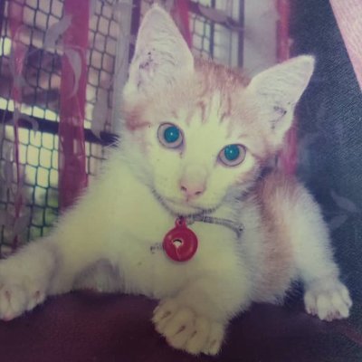 KittyPo80176717's profile picture. BA,
BA Hons (1st class), 
MA with Distinction,
BD Hons (2nd Upper),
Dip Ministry.

*Serial blogger at  https://t.co/fuwf5QcZA6