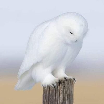 Cerberu77746595's profile picture. (;｀O´)o