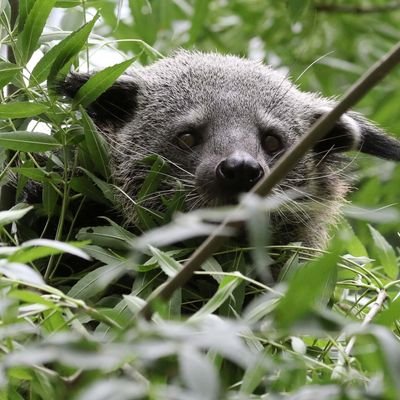 The binturong - let's study, raise awareness, protect
First international NGO completely dedicated to study and to protect the binturong 
#binturong #bearcat