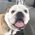 bulldogtoki (@bulldogtoki) Twitter profile photo bulldogtoki (@bulldogtoki) Twitter profile photo