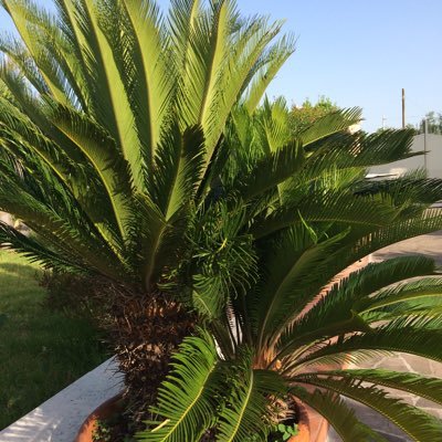 TomiGianluca's profile picture. 