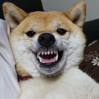 少佐 (@0ldc9kjc3cxm4hk) 's Twitter Profile