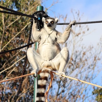 ワオの尻尾の毛になりたいさんのプロフィール画像