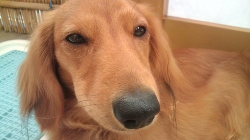 bomberheeaad's profile picture. 基本ダメ人間。生きるので精いっぱい。早いうちにセミリタイヤ(死語)して、ちっちゃい店でも開きたい。